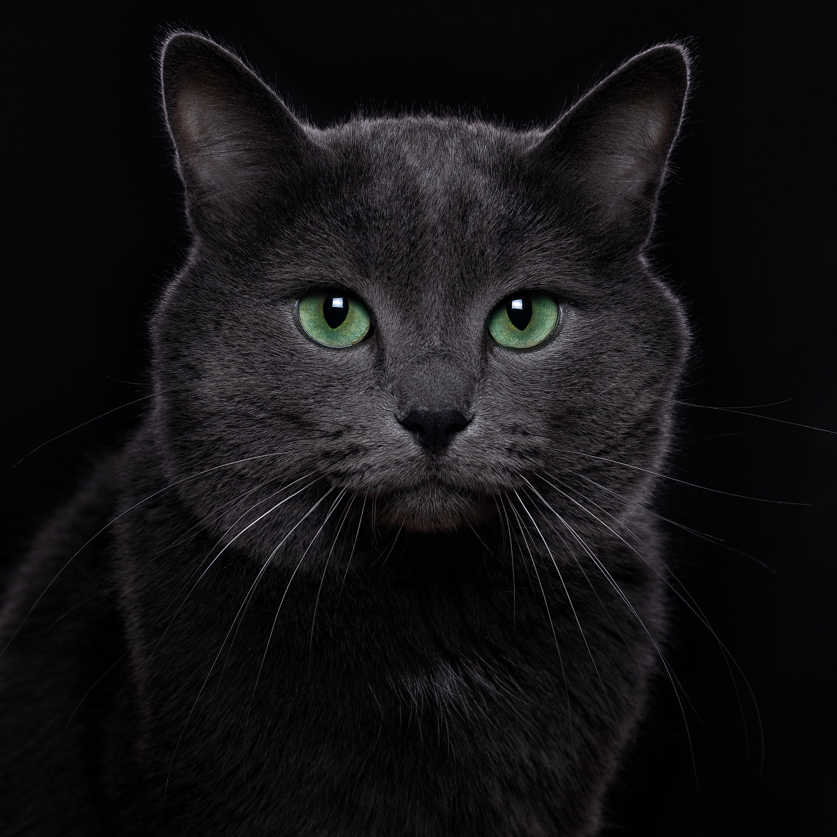 чёрный кот на чёрном фоне